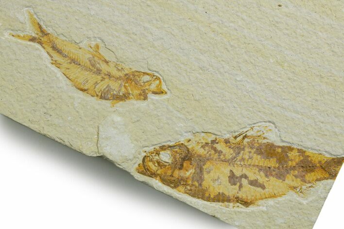 Limestone with Two Fossil Fish (Knightia) - Wyoming #349632